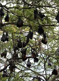 Les chauves-souris